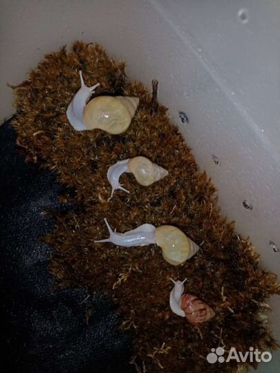 Улитки ахатины