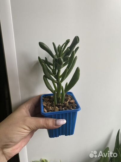 Толстянка (крассула), стапелия, фикус Кинки и др