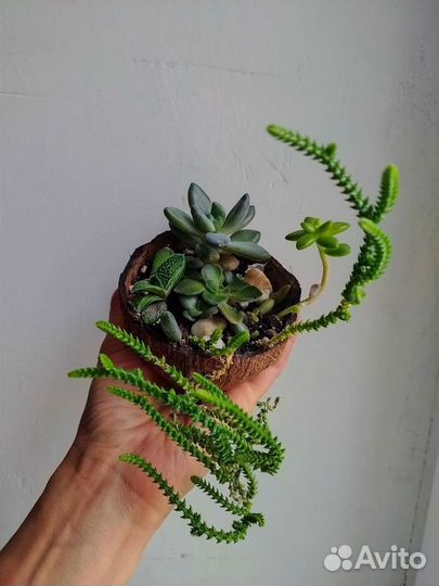 Суккулент / Очиток/ Толстянка/ Кактус