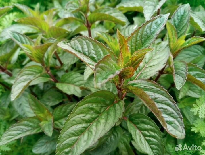 Мята сортовая