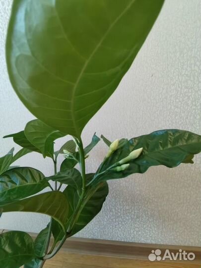 Табернемонтана взрослая с бутонами