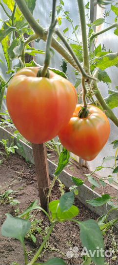 Овощи с грядки