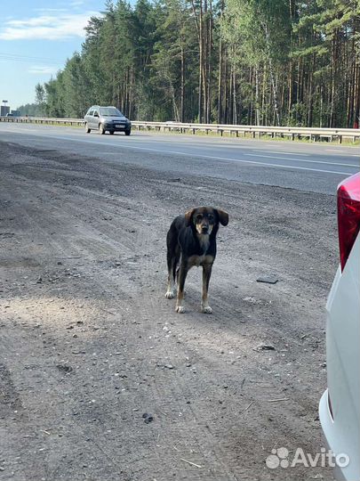Найдена собачка
