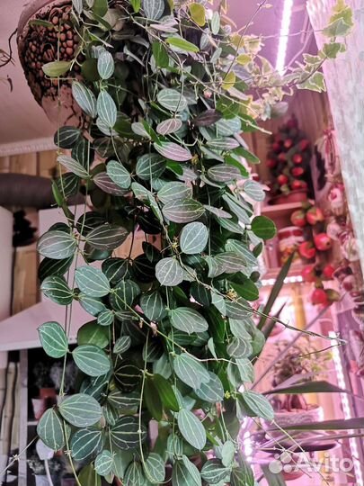 Дисхидия овата