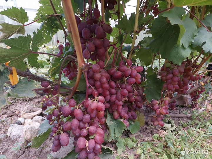 Черенки, саженцы винограда