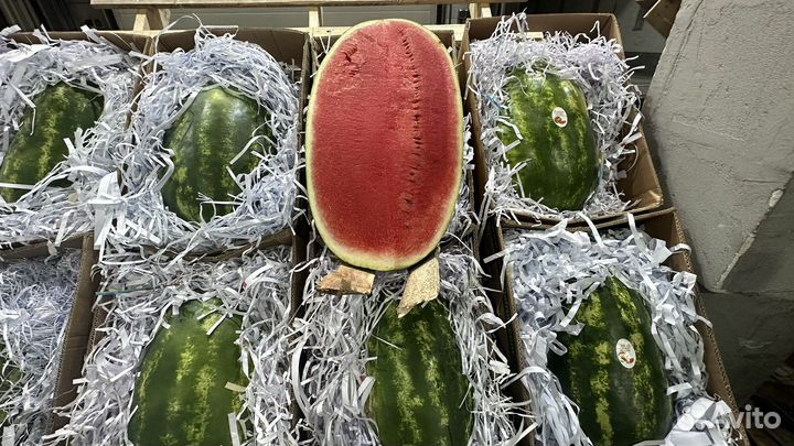 Арбуз бесплатная доставка