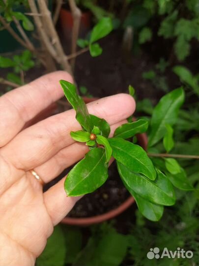 Гранат комнатный