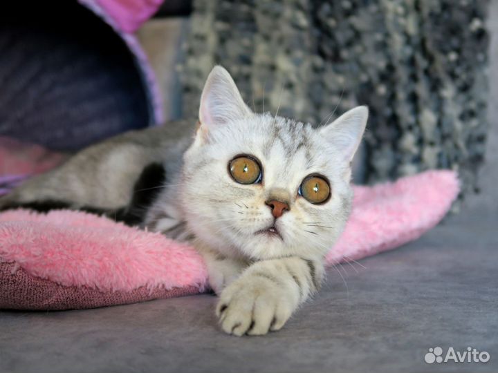 Шотландские мраморные котята