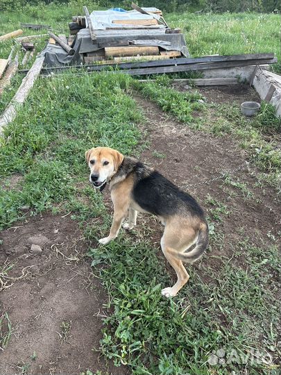 Щенки русской гончей