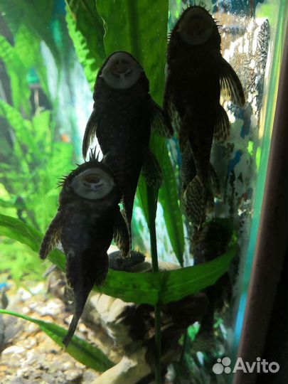 Аквариумные рыбки