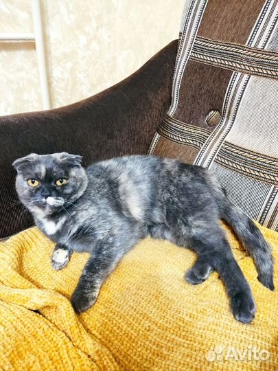 Отдам бесплатно