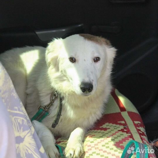 Спасенная Ёлка ищет семью