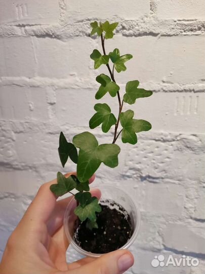 Плющ Хедера / Hedera Helix, более 40 сортов