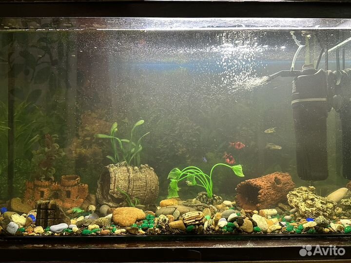 Аквариум и аквариумные рыбки
