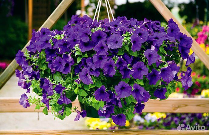 Ампельная петуния рассада