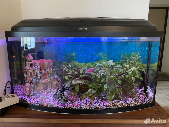 Аквариум Aquael с поющей сомихой