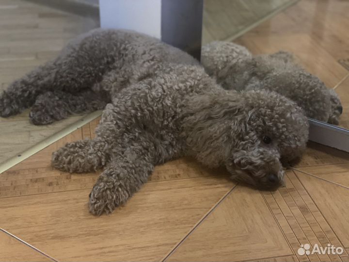 Той-пудель для вязки