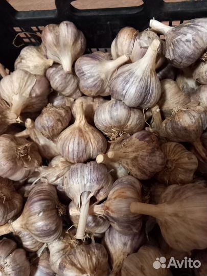 Чеснок зимний на посадку или еду