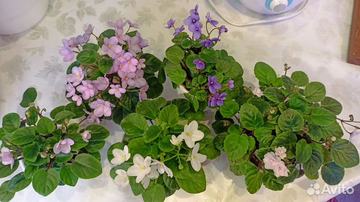 Комнатные растения