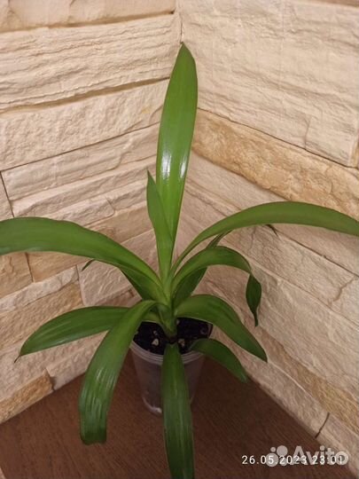 Комнатные растения и цветы, Юкка