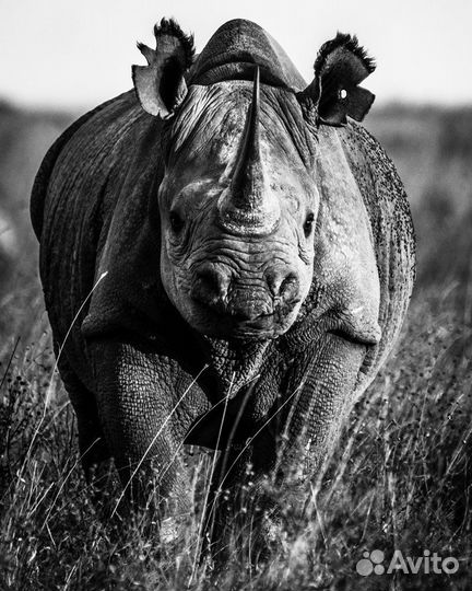 Картина итальянская. Носорог. Фактурная штукатурка