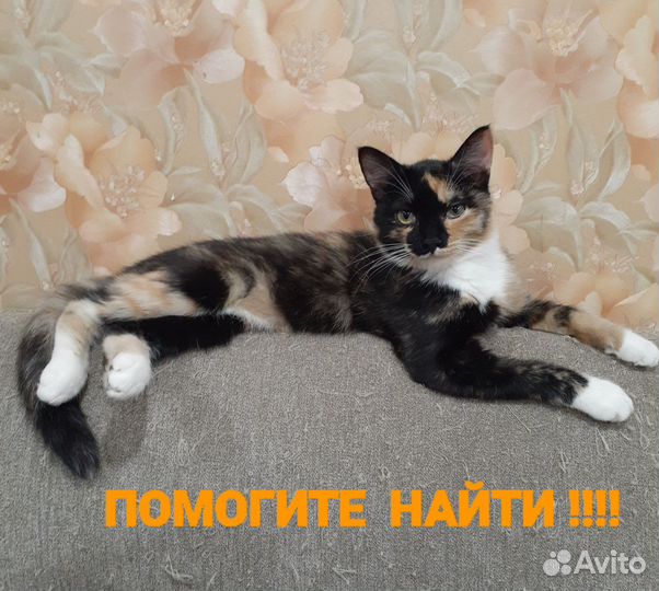 Потерялась кошка