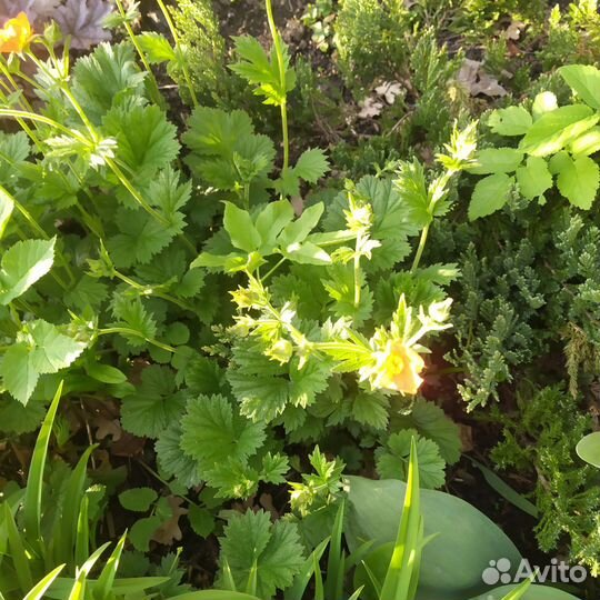 Гравилат чилийский