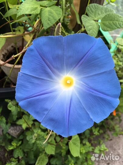 Ипомея небесная, голубая, крупная, 2022г
