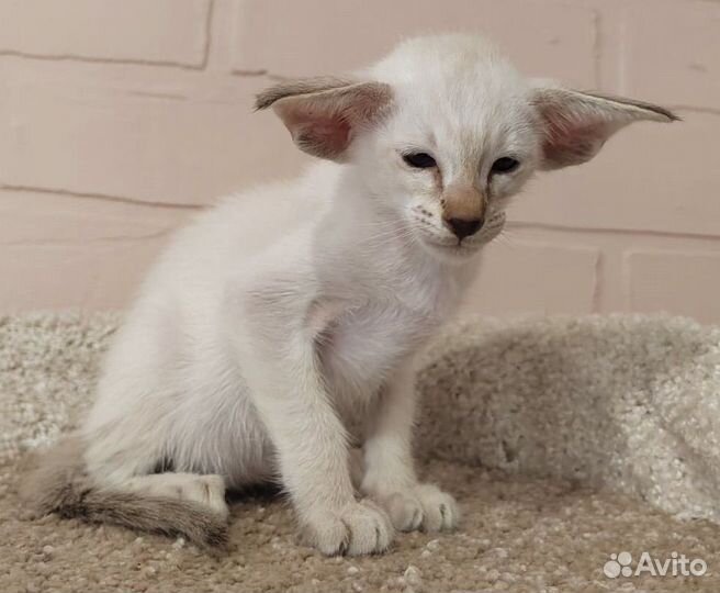 Ориентальные котята