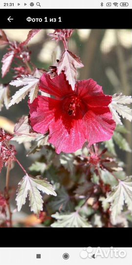 Гибискус рябинолистный