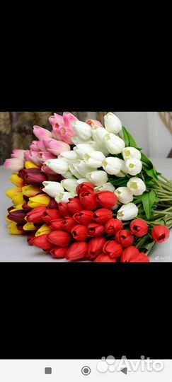 Премиум Тюльпаны из Краснодара