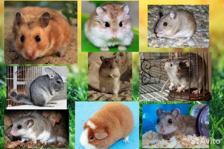 Передержка животных