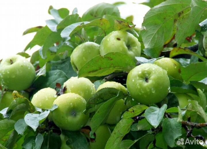 Саженцы кустов и плодовых деревьев