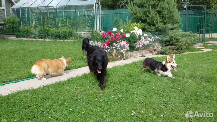 Гостиница для животных