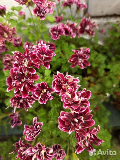 Пеларгонии пестролистные, ангелы, королевские