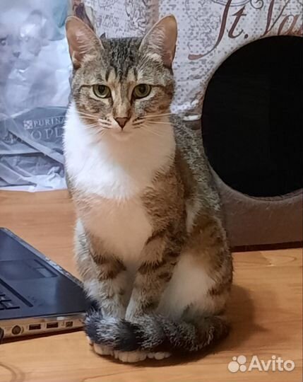 Кошка Ксюша трехцветная