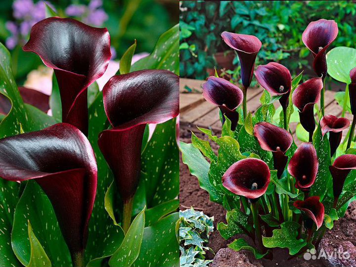 Клубни каллы