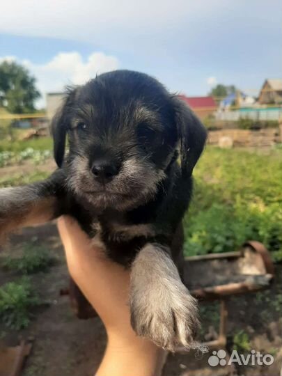 Маленькая собака в добрые руки бесплатно