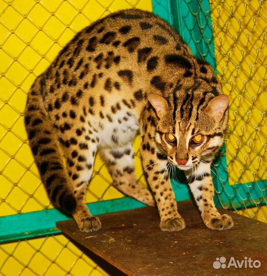 Азиатские леопардовые коты.4 мес-10 мес