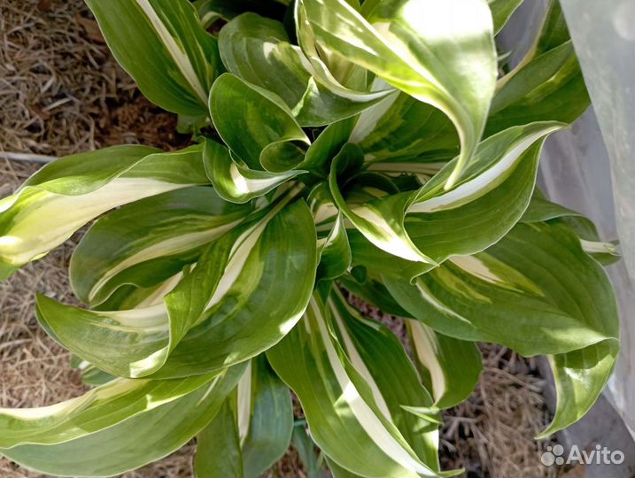 Хосты, многолетники