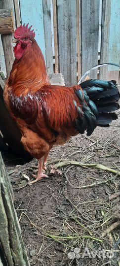 Молодой петушок