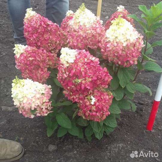 Гортензия Колорфул Коктейль Новинка