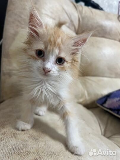 Рыжий котенок