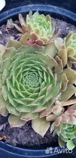 Садовые сукуленты гиганты