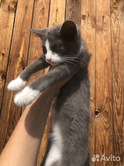 Котята мальчики