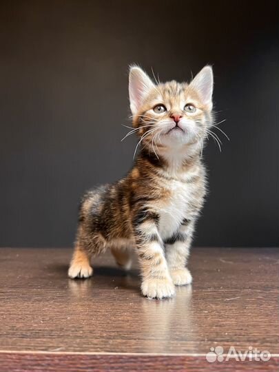 Котята курильского бобтейла кш и пдш