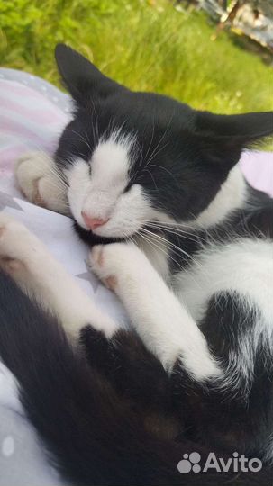 Котики бесплатно