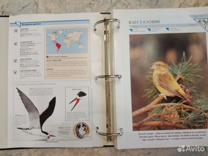 Энциклопедия