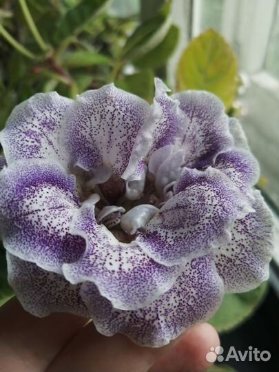 Глоксинии детки большие