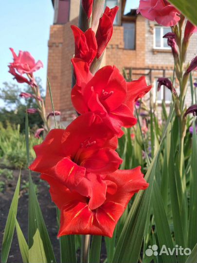 Гладиолусы букет